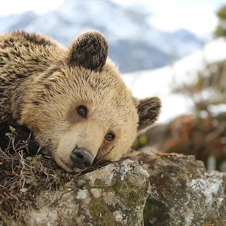 Tschuggen Grand - The Leading Of The World 호텔 아로사